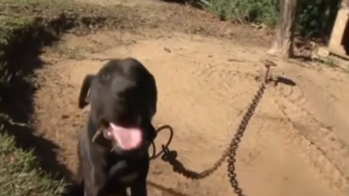 (Update) 168 Dogs Rescued In Georgia Pursuant To Federal Search&nbsp;Warrants